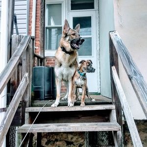 Meet your Posher, Harold